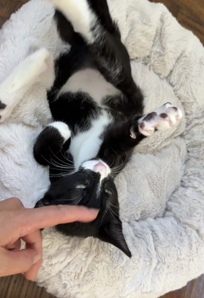 Photo of Joules (bonded with Newton)