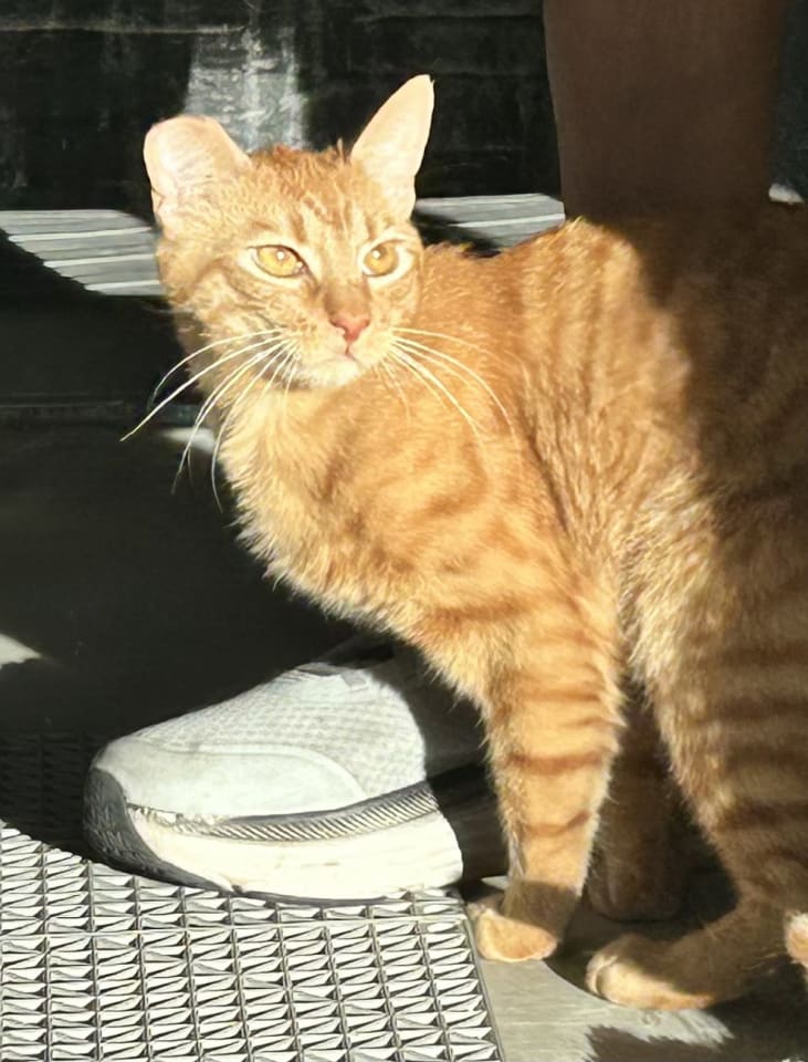 Photo of Copper