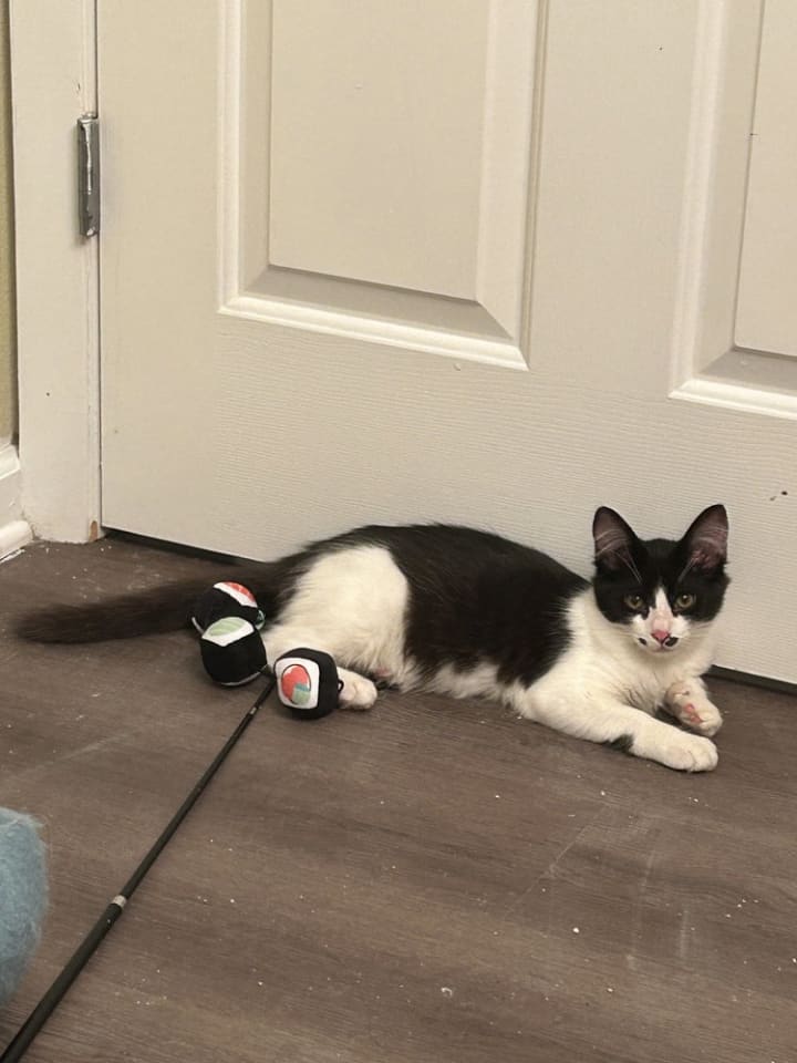 Photo of Screech