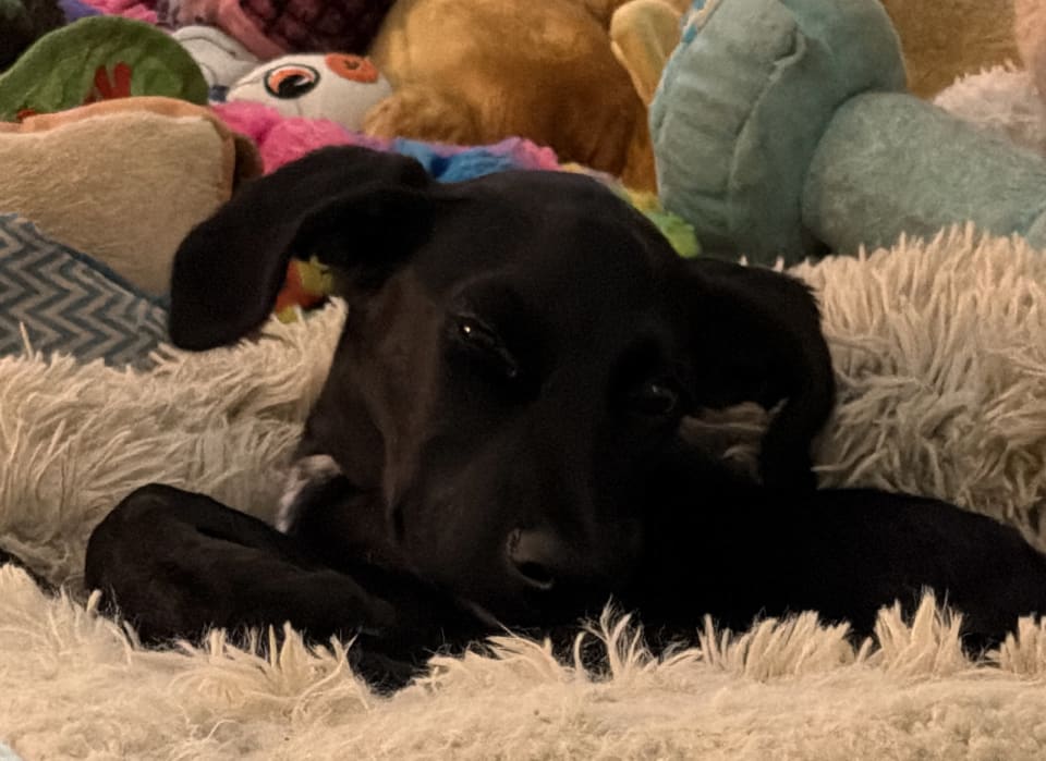 Photo of Claire Bear