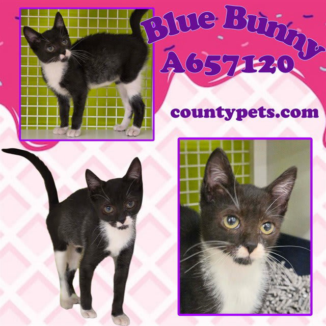 Photo of BLUE BUNNY