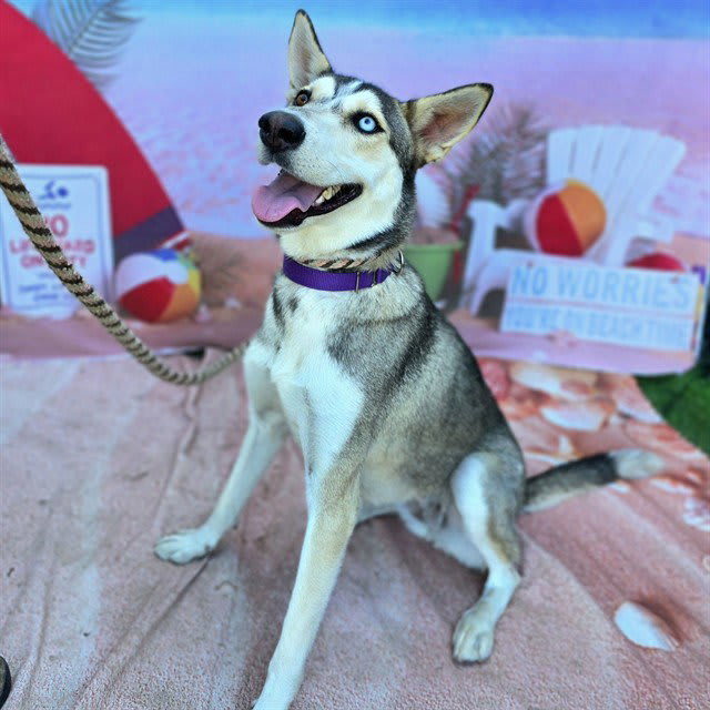 Photo of GYPSY