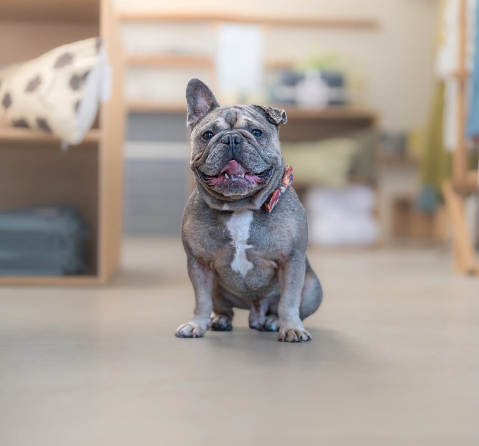 Photo of Kirby