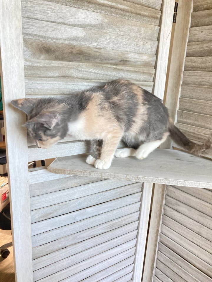 Photo of Sweetie
