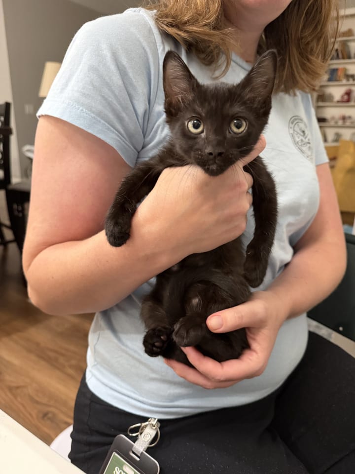 Photo of Citation (Available for pre-adoption)