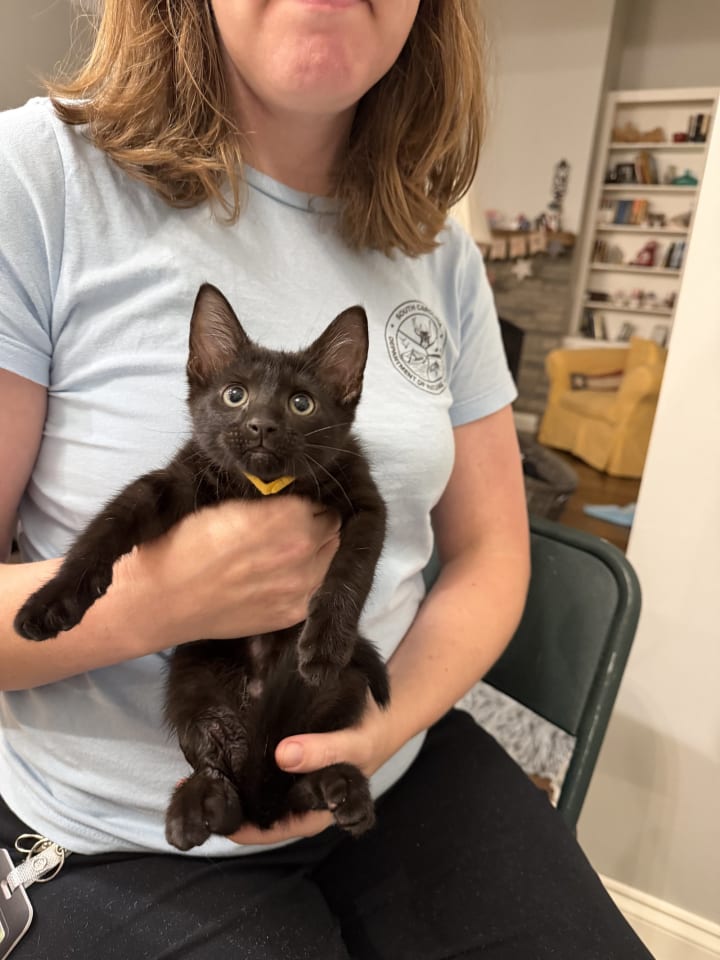 Photo of Miss Demeanor (Available for pre-adoption)