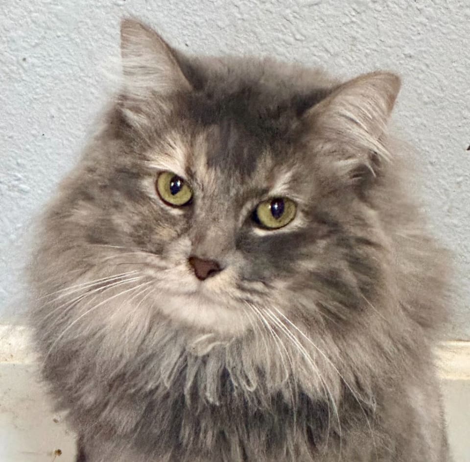 Photo of Fluff Monster