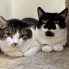 Photo of Sauerkraut & Mewthree