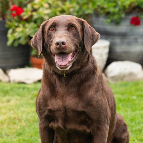 Photo of CHIP
