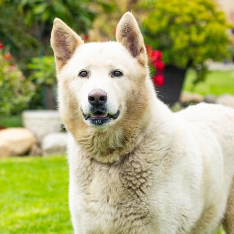 Photo of POLAR BEAR