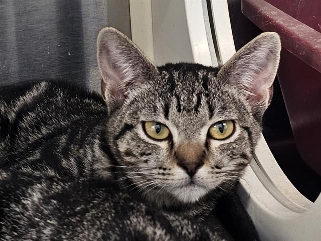 Photo of TABBY