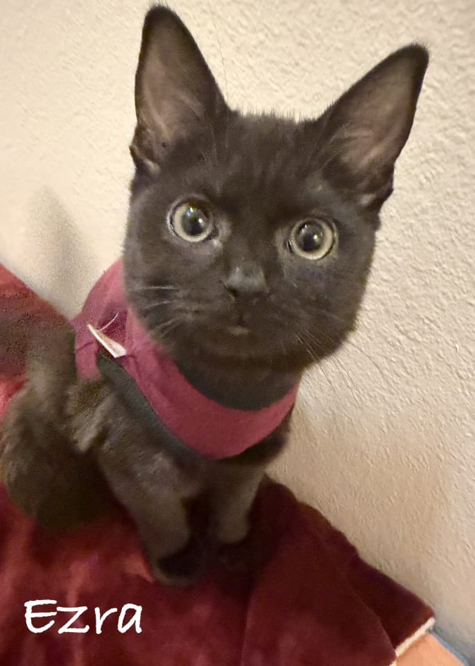 Photo of Ezra