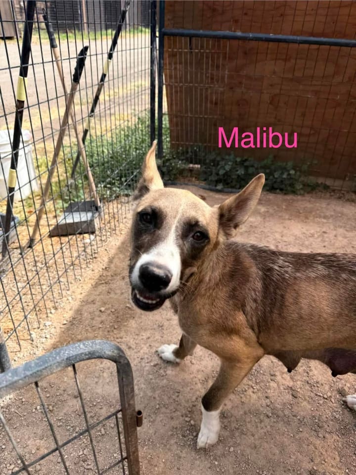 Photo of Malibu