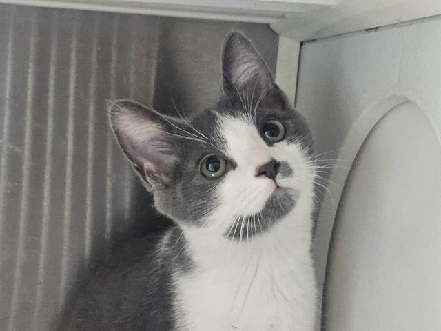 Photo of PIPPIN