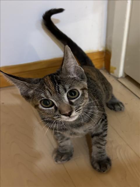 Photo of CAT BENITAR