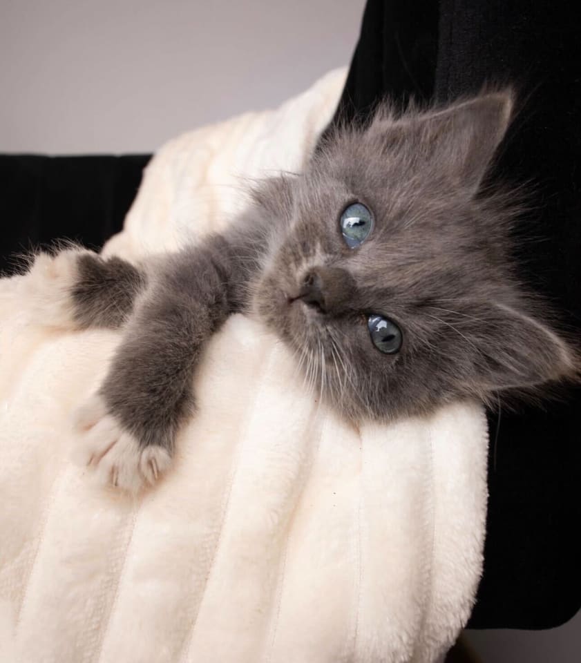 Photo of Persephone