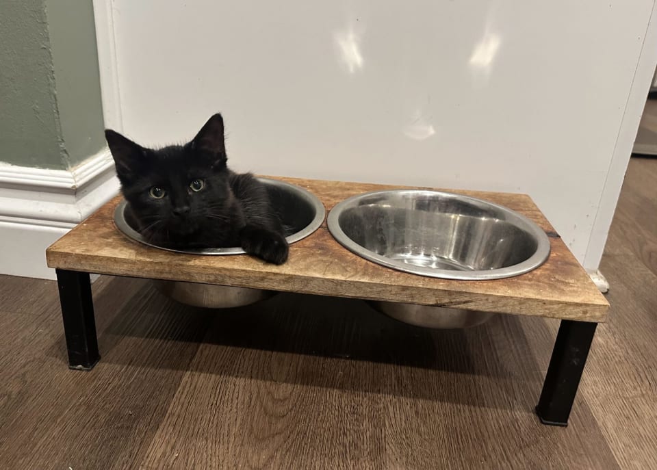Photo of Morpheus