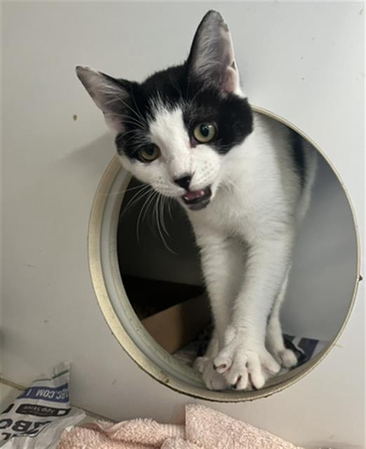 Photo of OREO
