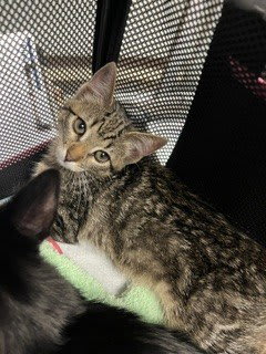 Photo of Cat