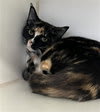Photo of SHELBY