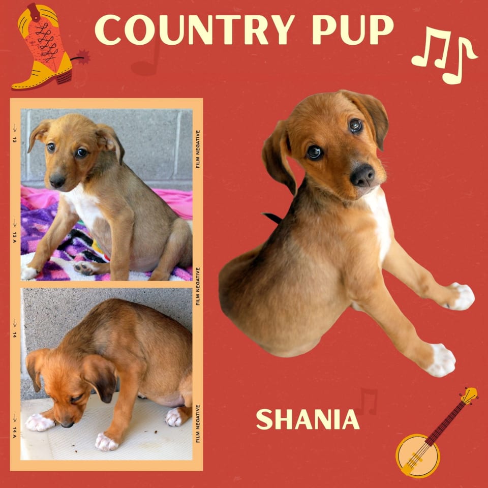 Photo of Shania (Puppy)