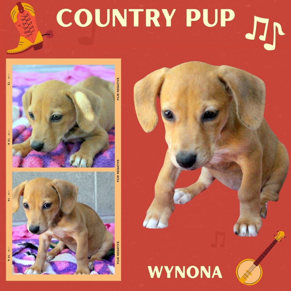 Photo of Wynona (Puppy)