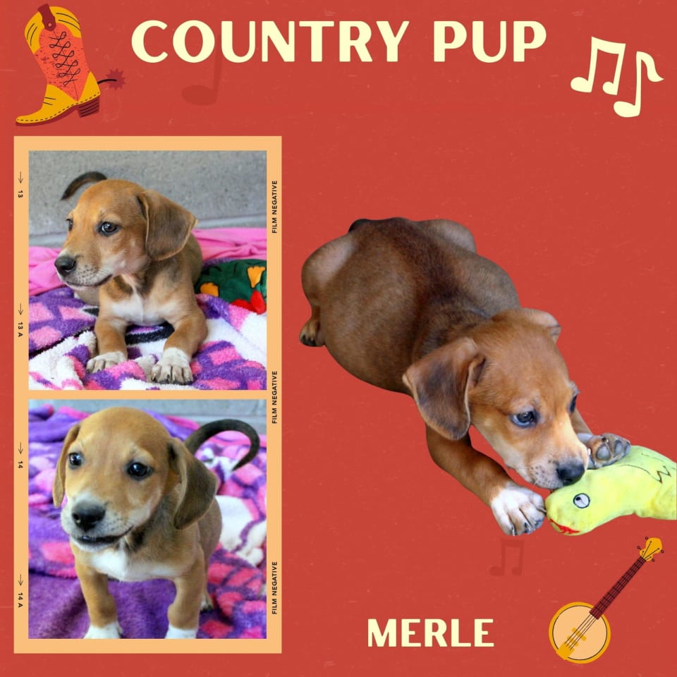 Photo of Merle (Puppy)