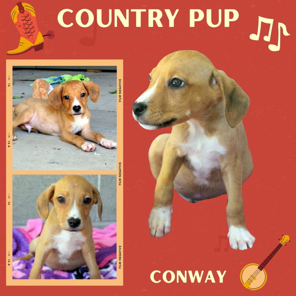 Photo of Conway(Puppy)