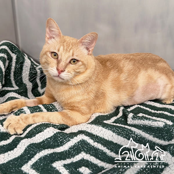 Photo of APRICOT
