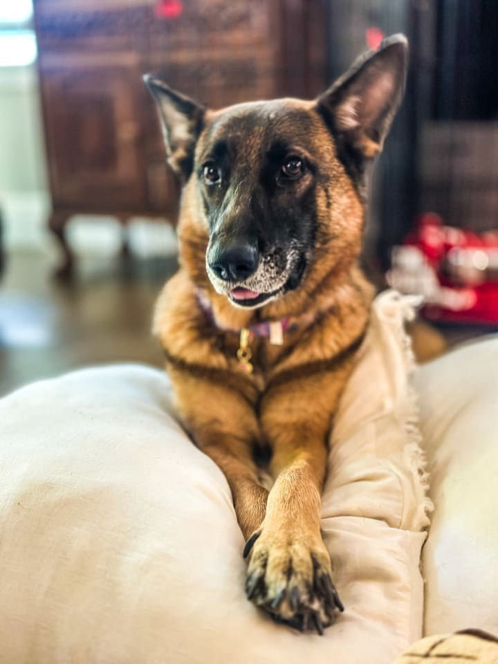 Photo of Petunia