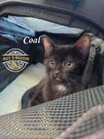 Photo of Coal