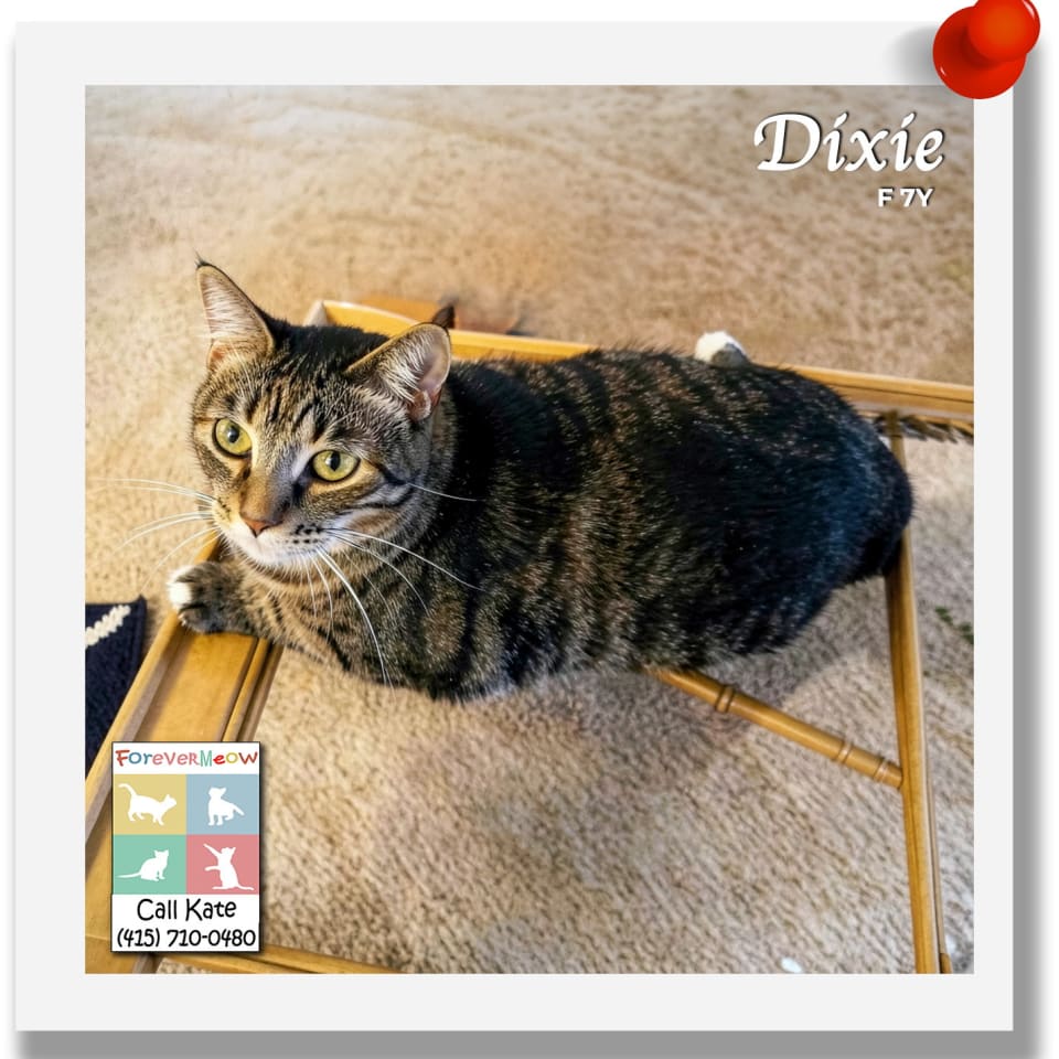 Photo of Dixie