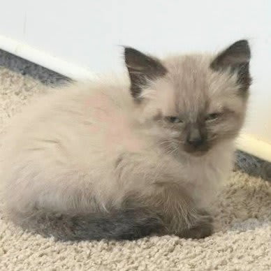 Photo of Harriet