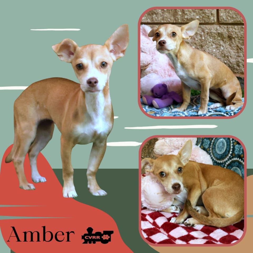 Photo of Amber