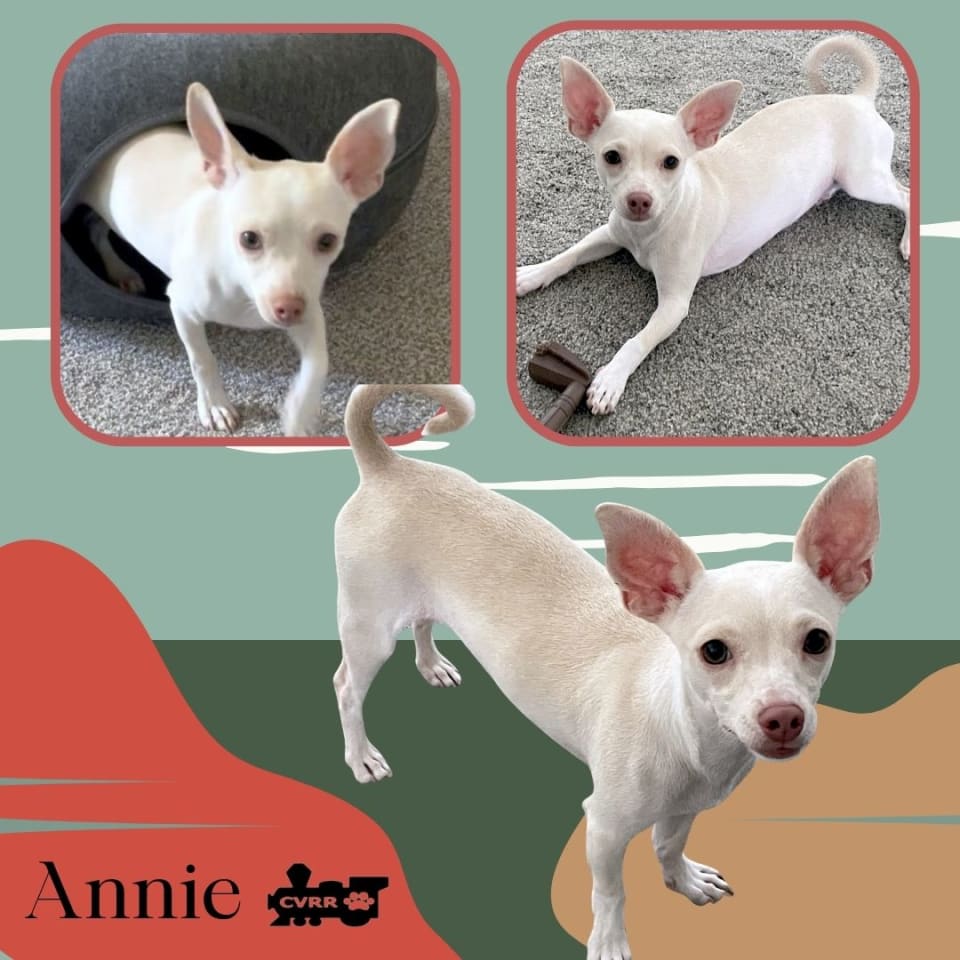 Photo of Annie