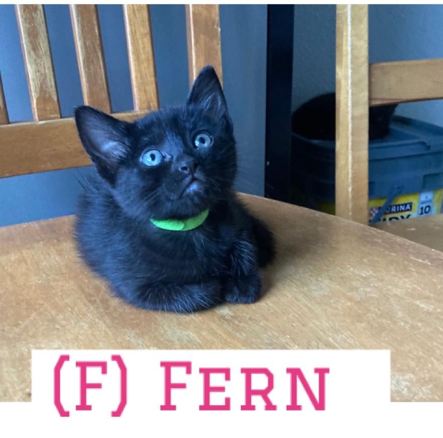 Photo of Fern
