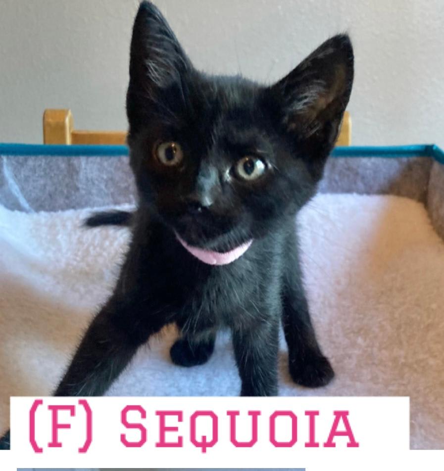 Photo of Sequoia