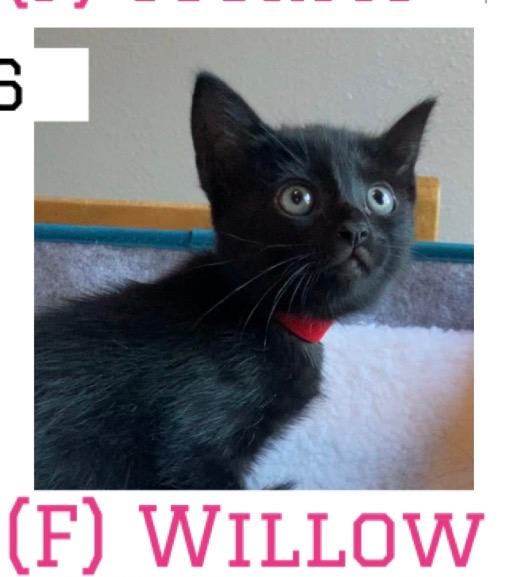 Photo of Willow