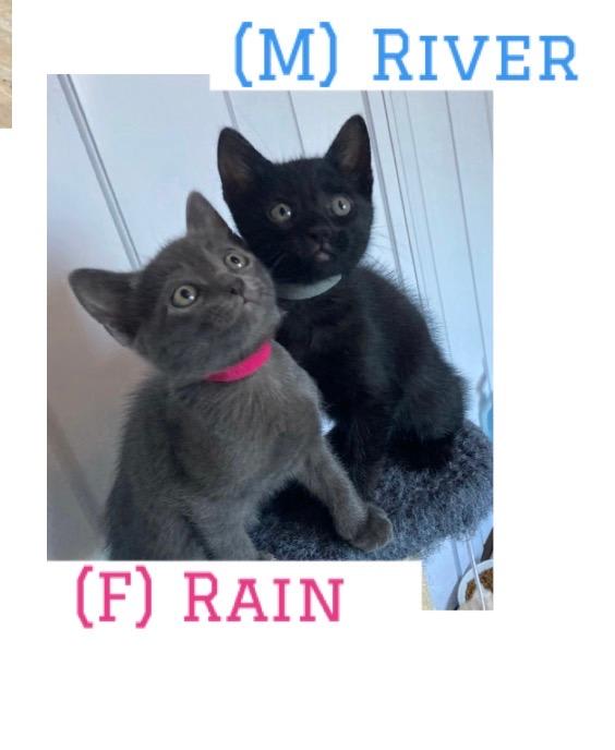 Photo of Rain