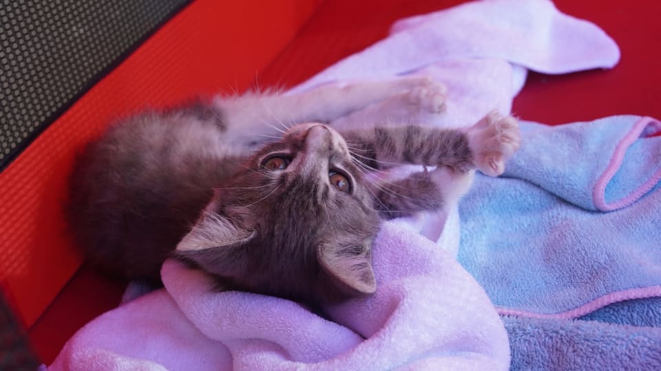 Photo of Darling Clementine (bonded w/ Magik)