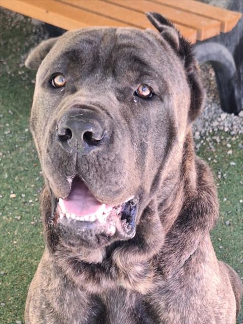 Photo of GARNET