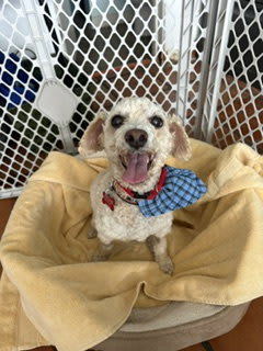 Photo of Bella