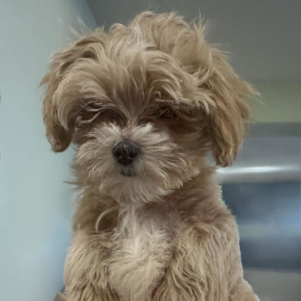 Photo of Jezze - Adopted!