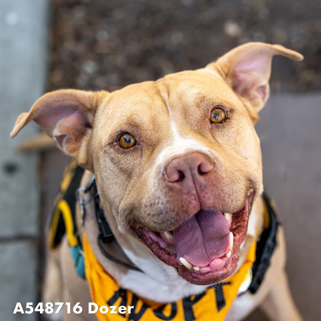 Photo of DOZER