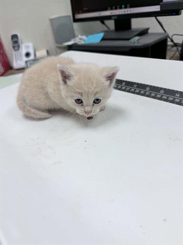 Photo of Cat