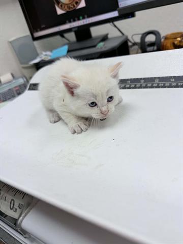 Photo of Cat