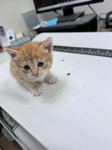 Photo of Cat
