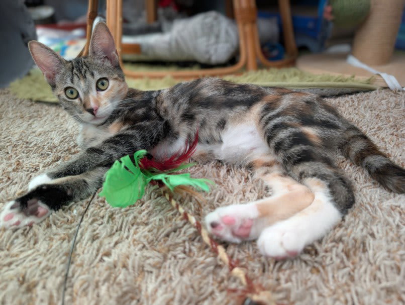 Photo of MISSY