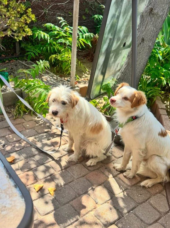 Photo of Benji - Adopt Me!