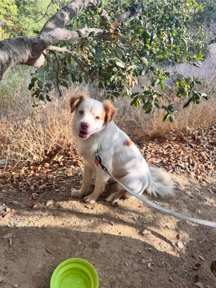Photo of Ringo - Adopt Me!